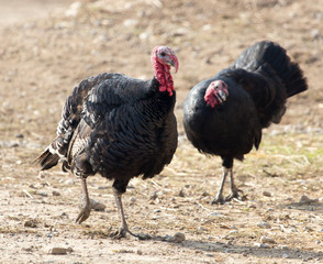 farm turkeys outdoors