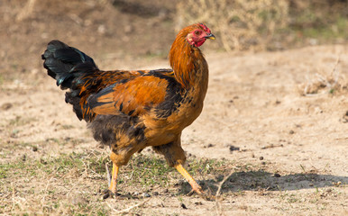 chicken on the nature
