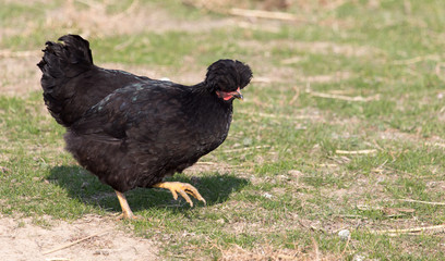 chicken on the nature