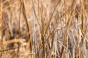 bulrush outdoors in autumn