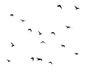 troupeau de pigeons sur fond blanc