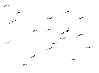flock of pigeons on a white background