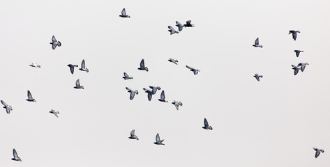 a flock of pigeons in the gray sky