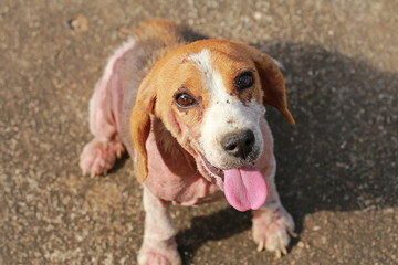 ill beagle dog with Demodicosis, Red Mange