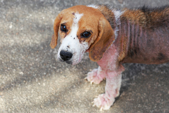 ill beagle dog with Demodicosis, Red Mange