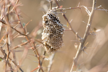 honeycomb wasp in nature