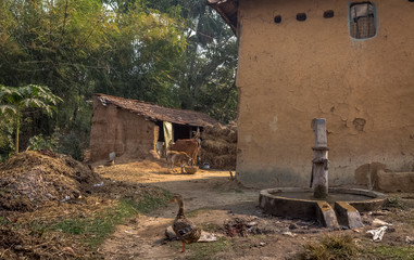 Indian rural village with mud houses cattle and ducks in the courtyard. Photograph taken at a village in Bankura district, West Bengal, India.