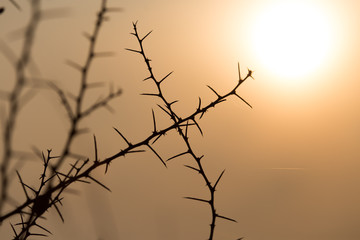 Fototapeta na wymiar Dry prickly plant on the sunset background
