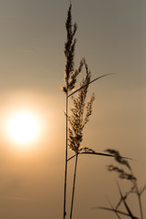 reeds on a sunset background