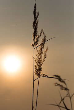 Reeds On A Sunset Background