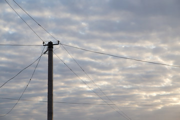 Fototapeta premium electric pole in the sun dawn