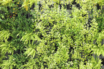 Plant wall, green leaf background.
