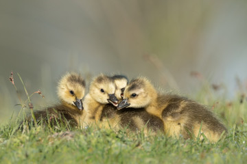 Group of goslings cuddle low angle