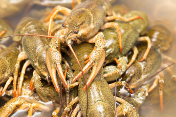 Live crayfish in the water as a background