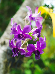 closeup shot of purple orchid flower in a garden