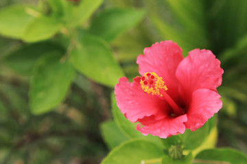 Red hibiscus flower on green leave garden background.