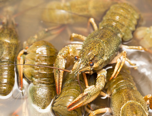 Live crayfish in the water as a background