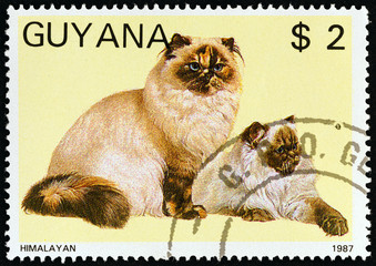 Himalayan cats (Guyana 1988)
