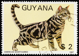 American Shorthaired cat (Guyana 1988)
