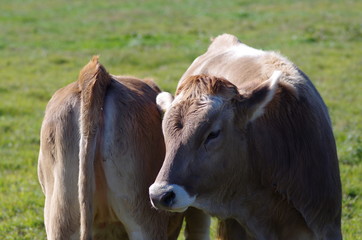 Fototapeta premium 二頭の牛