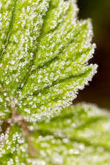 frost on the green sheet. macro