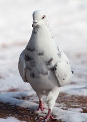 white dove in nature in winter