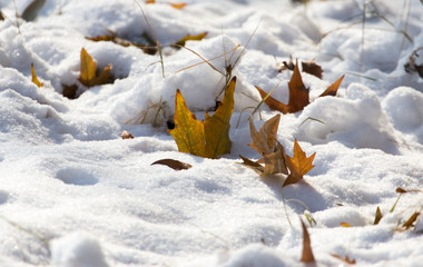 leaves lie on the snow in the winter
