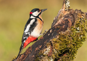 Pico picapinos,dendrocopos major