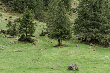 baeume wiese und felsen