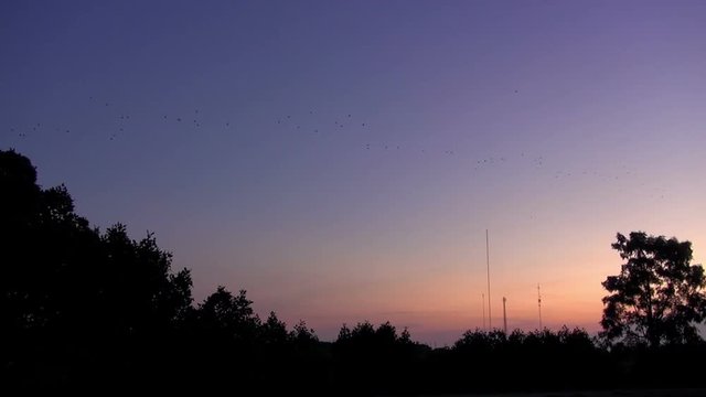 Fruit Bats At Dusk. Every evening a huge number of Fruit Bats leave the Mangrove at dusk and fly towards the setting sun.