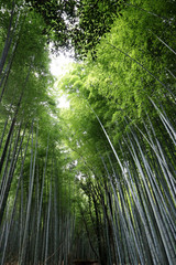 Fototapeta premium Arashiyama Bamboo Grove 3