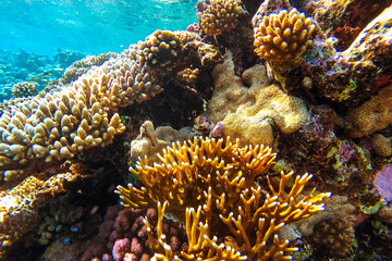 red sea underwater coral reef