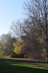 Obraz premium Árboles sin hojas.