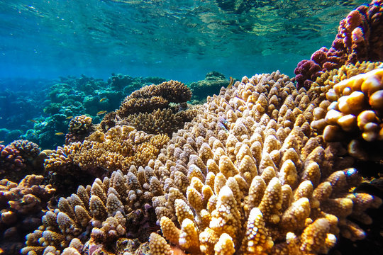 Fototapeta red sea underwater coral reef