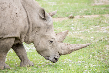 Portrait of a white rhinoceros with huge horns