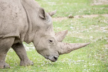 Foto op Plexiglas Portrait of a white rhinoceros with huge horns © mattiaath