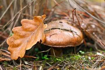 mushroom, Suillus luteus, in the moss in autumn forest