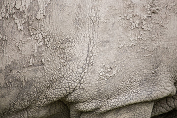 Closeup of the skin of a white rhinoceros