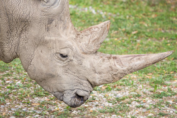 Fototapeta premium Huge horns of a white rhinoceros