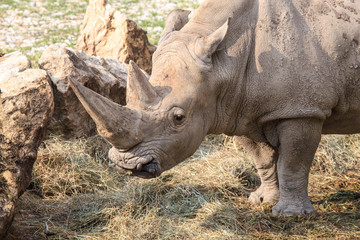 Portrait of a white rhinoceros