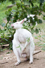 Rare albino kangaroo eating
