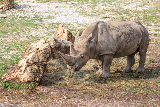 White rhinoceros standing near a stone