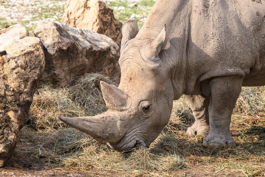 Portrait of a white rhinoceros grazing