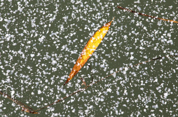 under the ice sheet