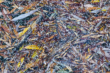 under the ice sheet