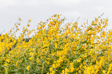 yellow flower Crotalaria or yellow indian hemp flowers in the field