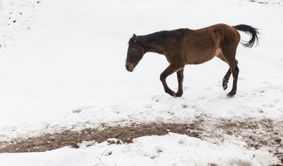 horse on nature in winter