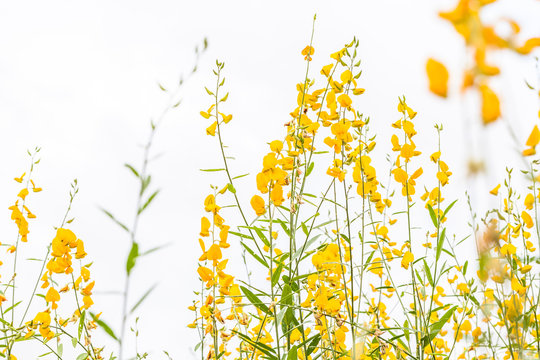 yellow flower Crotalaria or yellow indian hemp flowers in the field