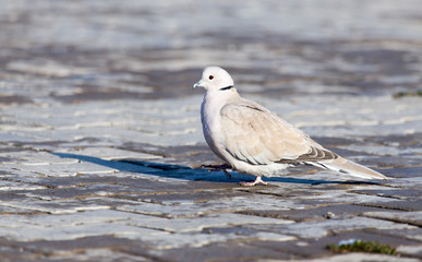 dove in nature in winter