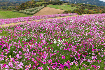 Obraz premium Cosmos Flowers